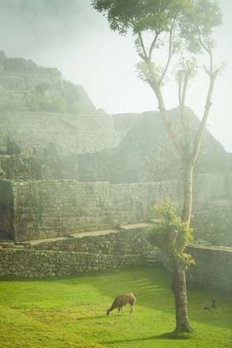 Machu Picchu In The Morning Mist With Llamas