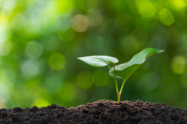 istock Seedling and plant growing in soil and copy space for insert text 1150203547