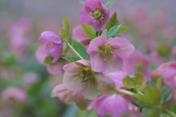istock Christmas Rose Blooming in Heisei Forest 1150203562