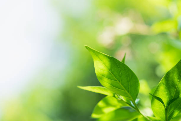 istock Closeup nature view of green leaf 1150203687