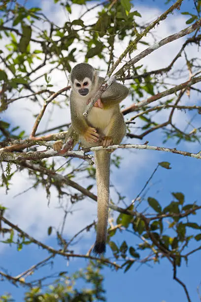 Squirrel Monkey Near Puyo, Ecuador In The Rainforest Of The Amazon