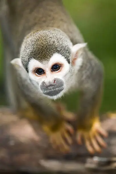 Close Up Of A Wild Squirrel Monkey In The Amazon Of Ecuador
