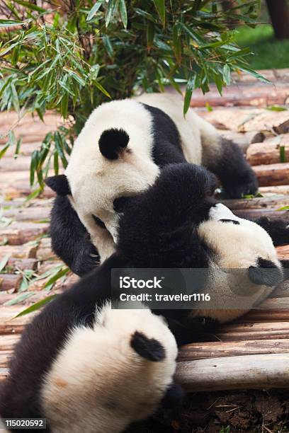Photo libre de droit de Les Pandas Géants banque d'images et plus d'images libres de droit de Chine - Chine, Espèces en danger, Faune