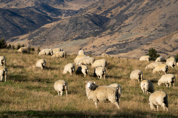 Sheep in New Zealand