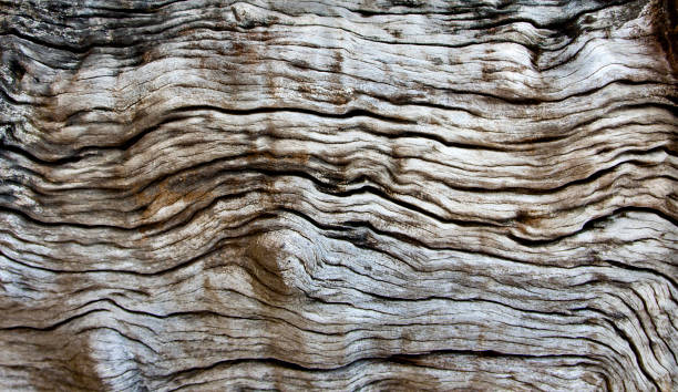 istock Genuine wood texture background with beautiful patterns. Copy space for your text or image. 1150207518