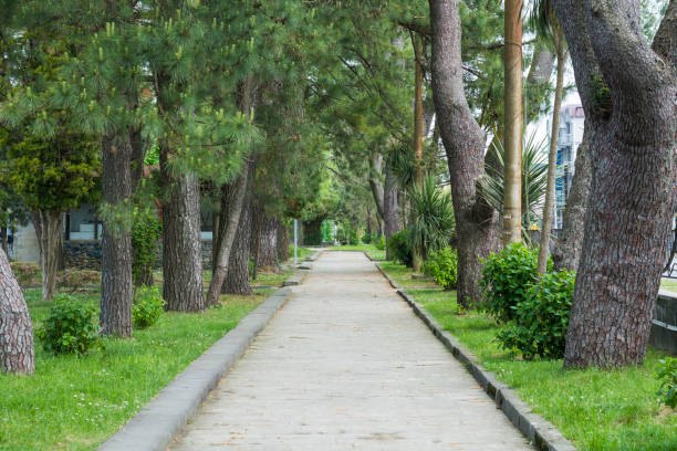 istock track in a park framed by pines 1150207640