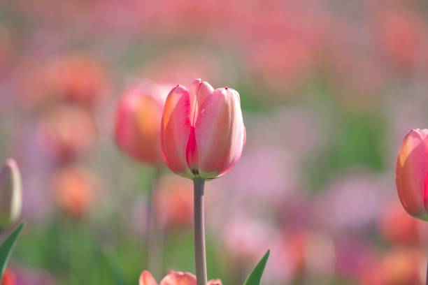 istock Beautiful tulip field 1150209068