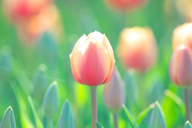 istock Beautiful tulip field 1150209102