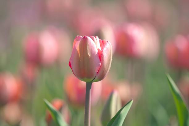 istock Beautiful tulip field 1150209180