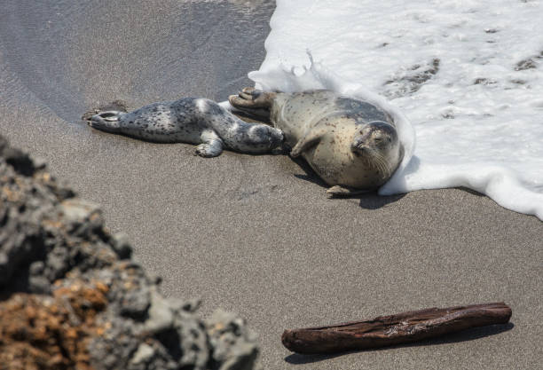 Harbor Seal on beach. Female and pup feeding