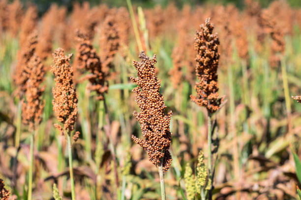 istock field of sorghum 1150210655