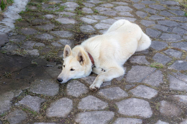 portrait of husky lying on the stones