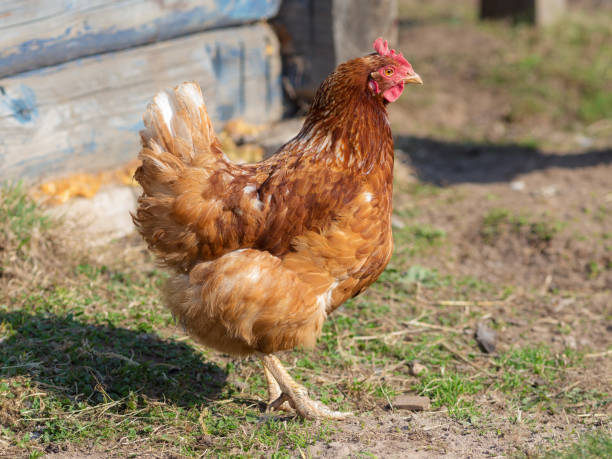 istock brown domestic chicken 1150211730