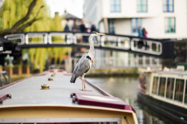Heron or ardea cinerea in Little Venice, Camden town, London, UK Heron or ardea cinerea on the roof of a boat in Little Venice, Camden town, London, UK small houseboats stock pictures, royalty-free photos & images