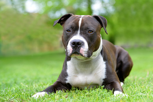 American staffordshire terrier or amstaff or stafford. Portrait of a dog lying on the grass.