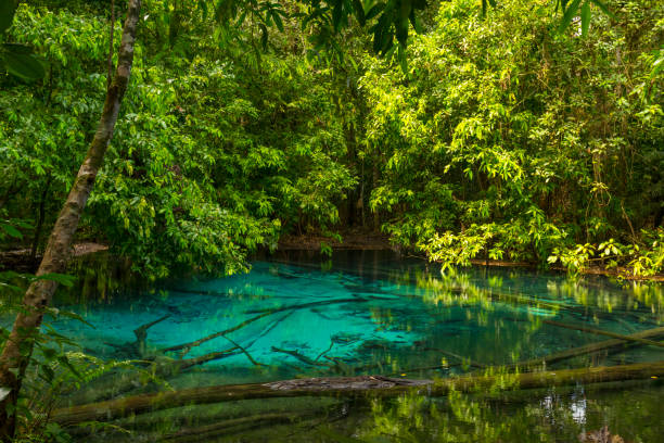 istock Emerald Pool (Sra Morakot) in Krabi province, Thailand. 1150214933