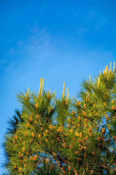 istock Green pine tree with young cones close up 1150215033