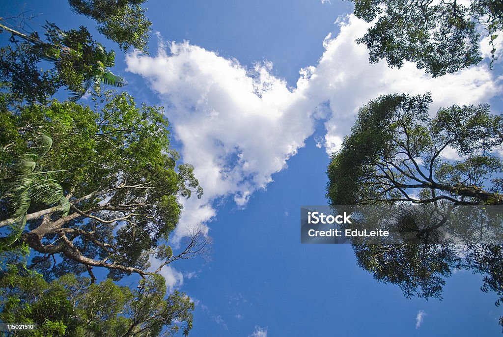 Arbres en arrière-plan - Photo de Forêt tropicale humide libre de droits