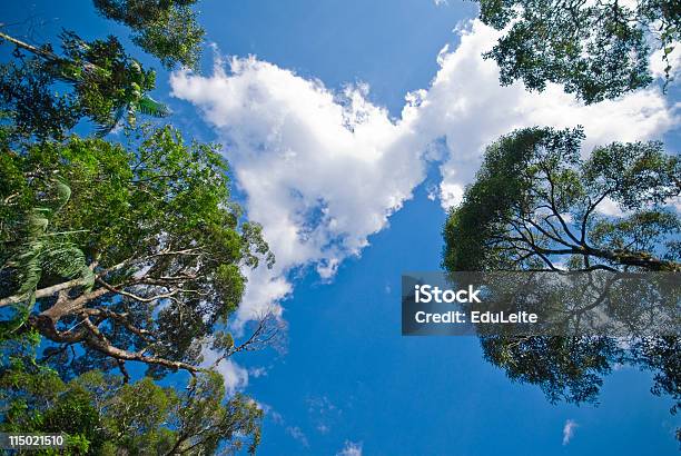 Photo libre de droit de Arbres En Arrièreplan banque d'images et plus d'images libres de droit de Forêt tropicale humide - Forêt tropicale humide, Vue en contre-plongée, Vue en contre-plongée verticale