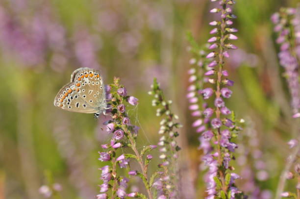 istock Butterfly, deep heather blooms. Forest creation pollinating. Autumn on the moor 1150217123