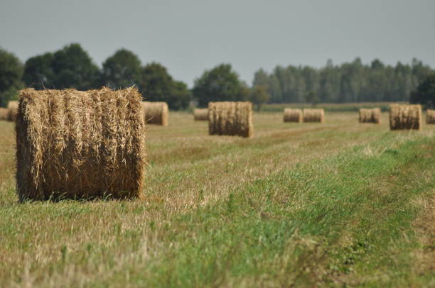 istock Harvest, straw bales 1150217125