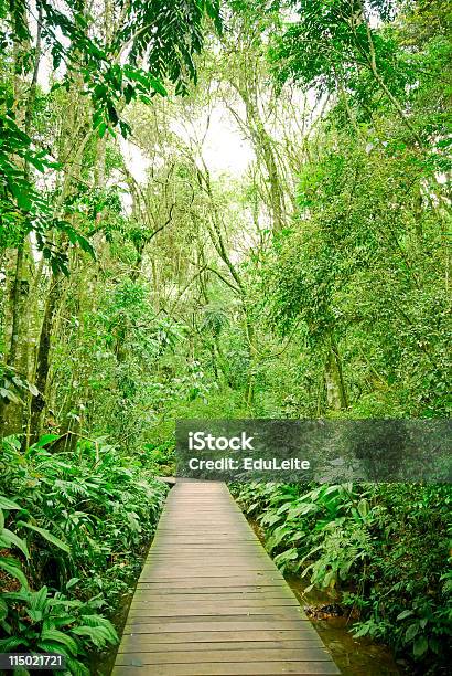 Dschungelweg Stockfoto und mehr Bilder von Amazonas-Region - Amazonas-Region, Amazonien, Baum