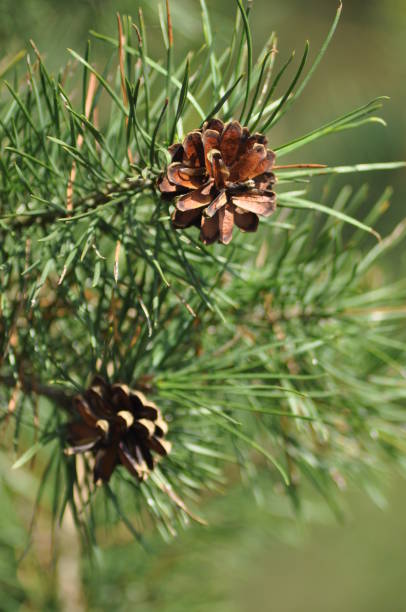 Pinecone. Twig with needles resin. Forest and forestry Pinecone. Twig with needles resin. Forest and forestry needels stock pictures, royalty-free photos & images