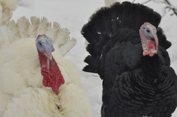 istock White turkey with red coral. Nervous and aggressive bird. 1150217239