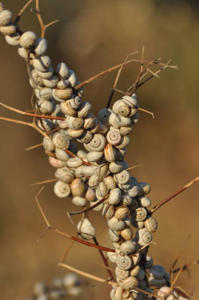 Shells of snails. Branch plastered by snails. Protection from heat.