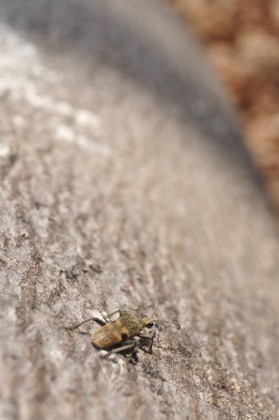 Beetle on a tree trunk. Pest and parasite trees. Insect looking for a meal