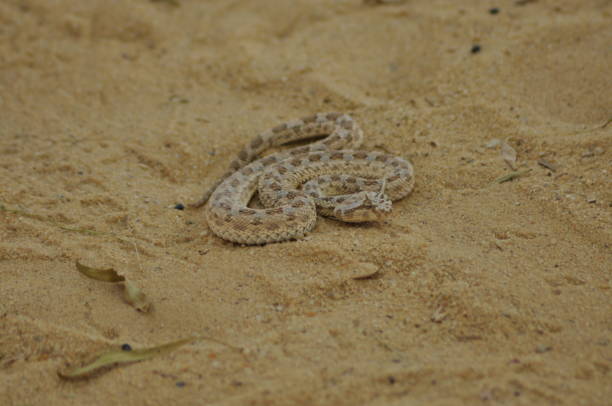 istock Horned Viper on the sands of the desert 1150217277
