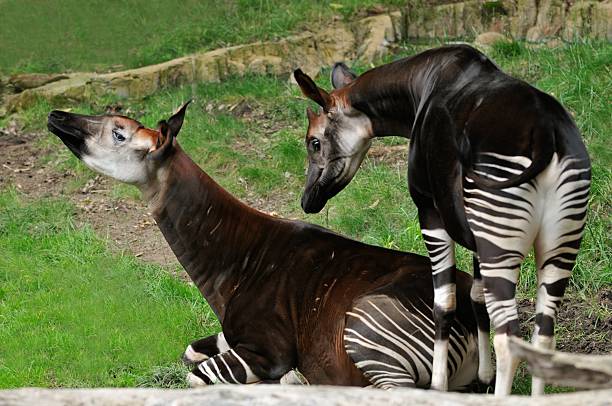 Okapis Okapis are herbivores, eating tree leaves and buds, grass, ferns, fruit, and fungi. Okapi stock pictures, royalty-free photos & images