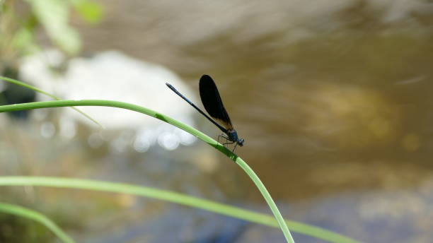 istock Dragonfly in croatia 1150220561