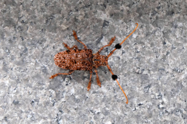 istock brown color great capricorn beetle close up 1150222839
