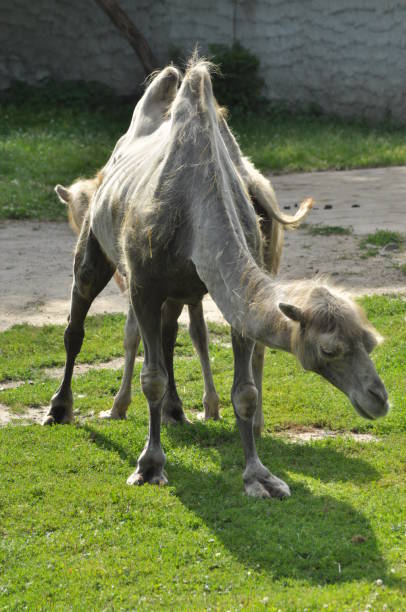 istock A camel in the zoo, mammal desert 1150223110