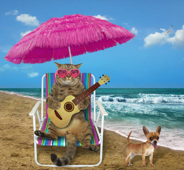 istock Cat with guitar on a beach chair 1150223409