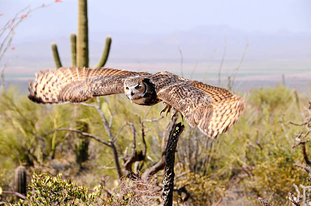 素晴らしいミミズクジュラルミン棟の動きを示す - great horned owl cactus owl flying ストックフォトと画像