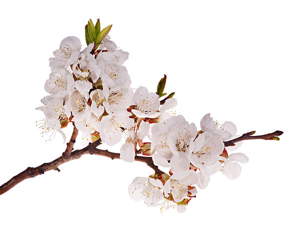istock cherry-tree branch with lot of flowers 115022408