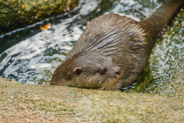 istock Cute oriental small-clawed otter image of 1150224479