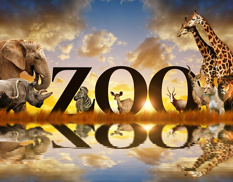 Word Zoo and African animals. Elephant, giraffe, zebra, lion, rhino, kudu and  ostrich on the savannah at sunset.
