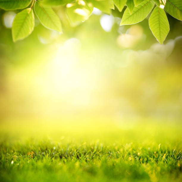 istock Spring and nature background concept, Close up green grass field and leaf with park and sunlight. 1150224827