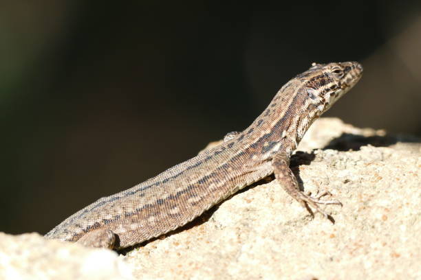 istock Lizard in France 1150225048