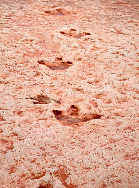 dinosauro brani - dinosaur footprint track fossil foto e immagini stock