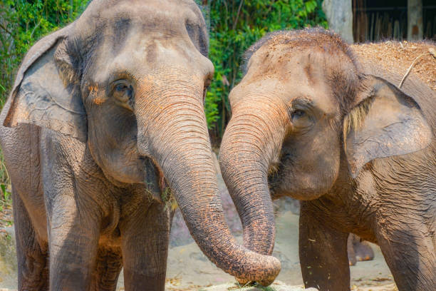 istock Elephant Singapore Zoo 1150226053