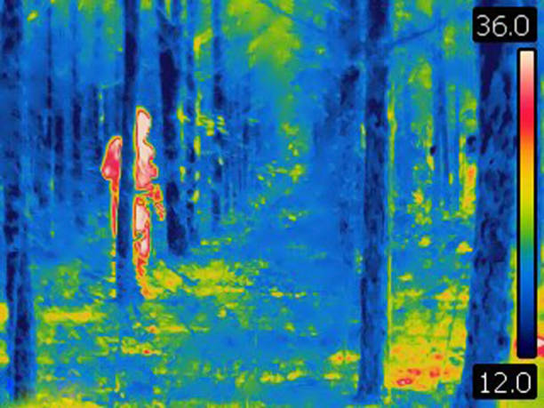 人類躲在樹林裡的樹後的熱圖像。 - 熱度 溫度 圖片 個照片及圖片檔