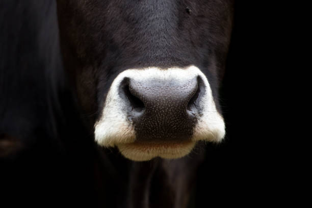 istock Cow portrait on black background 1150226401