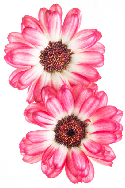 istock Gerbera flowers isolated on white background 1150226412