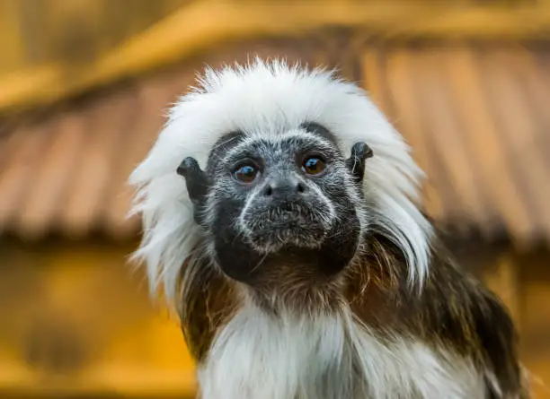 Photo of funny closeup of the face of a cotton top tamarin, tropical critically endangered monkey from colombia