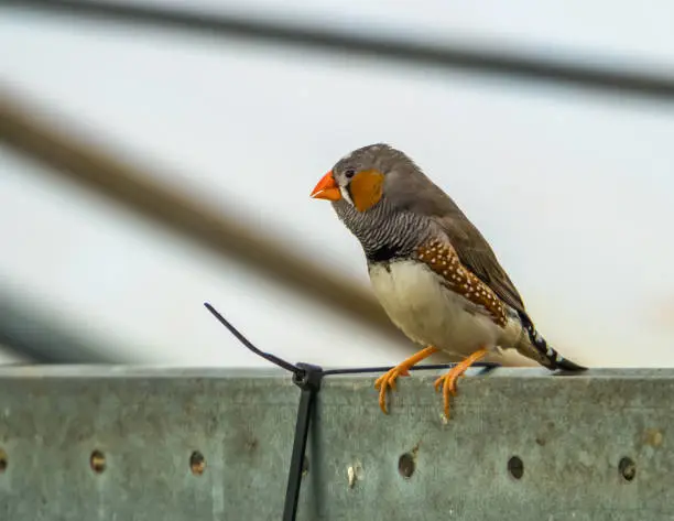 Photo of male zebra finch in a aviary, popular pet in aviculture, tropical bird from Australia