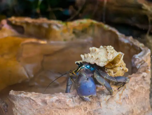 Photo of closeup of a purple hermit land crab, popular crustacean from japan, crab with a beautiful seashell